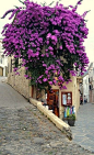 Bougainvillea... Corfu Island (Ionian), Greece