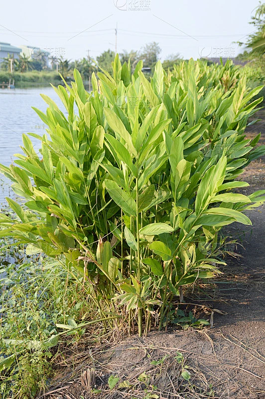 成分高良姜树素材-花瓣网