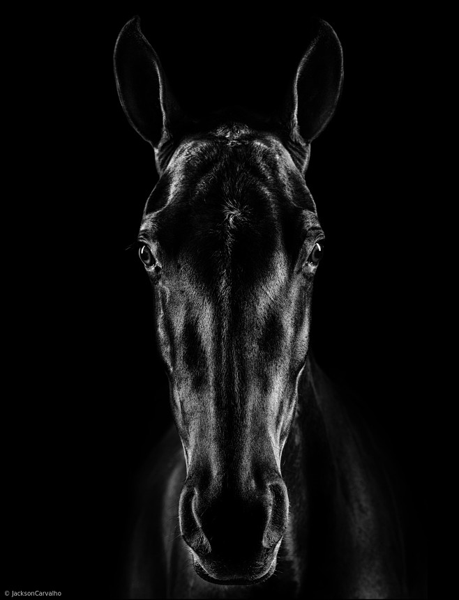 The Horse in Noir by...