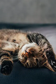 点击来源直接获取大图文件 |床上一只睡着的猫的特写肖像。竖版照片