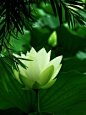 只有内心安静祥和，才不会被外界所左右。心如莲花，人生才会一路芬芳。http://www.qiaoguliang.com/