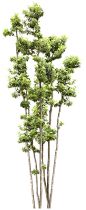 TH_105CP