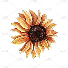 手绘水彩向日葵插图。