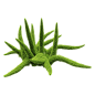 Asparagus densifloru狐尾天门冬植物3D模型（OBJ,FBX,MAX）