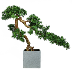 Serendipity-Peri采集到植物/绿植/盆栽