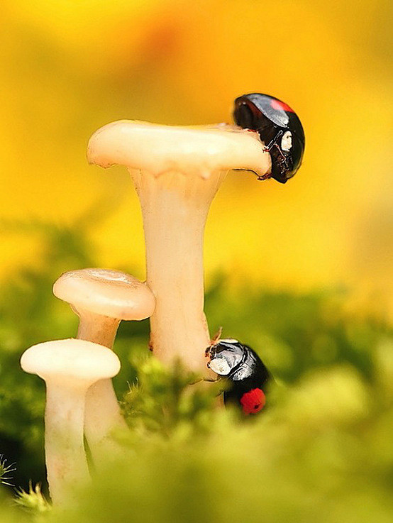 蘑菇与瓢虫~
