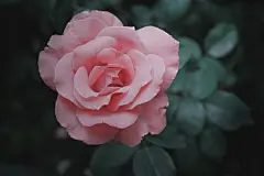 玫瑰花高清摄影素材