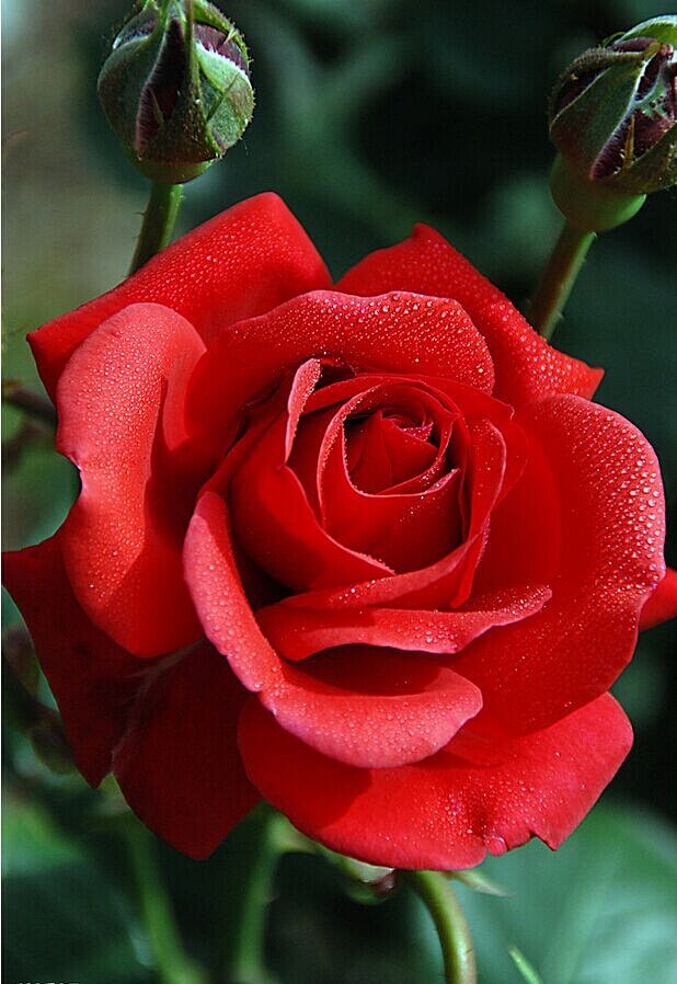 那夏天从飞雪0815转采于2019-03-18 11:23:45月季花来自微信小程序那