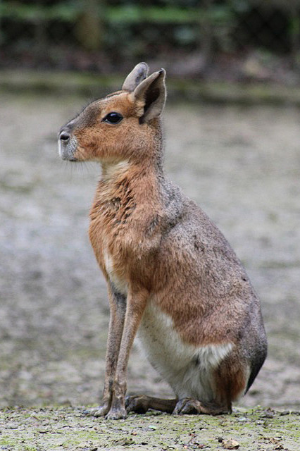 啮齿目豚鼠科长耳豚鼠属兔豚鼠