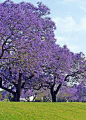 "Jacaranda trees on east coast. Beautiful in Oct and Nov." Re-pinned on my Tree board but after reading the posts on the web page decided they needed to be on my Aus. board too. S.