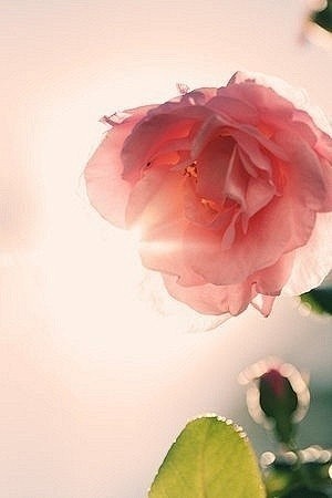 玫瑰的光晕~~~像美人娇艳的脸~~~