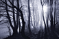THE DARK FOREST : Wanderings along the former Iron Curtain in Central Europe - Where Hansel and Gretel lost their way.