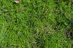 夏天,草,背景,绿色,球洞区,草皮,草原,水平画幅,墙,无人