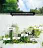 植物配置实景 (167)