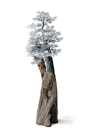 Driftwood escultura / arte Driftwood / Driftwood Bonsai