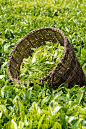茶叶被收集在篮子称为“kitararu”。不仅这些篮子的设计很容易让种植者进行，但它保持了新鲜的叶子，因为它可以让空气得到他们。