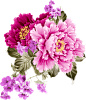 牡丹图片鲜花png免抠素材 花卉