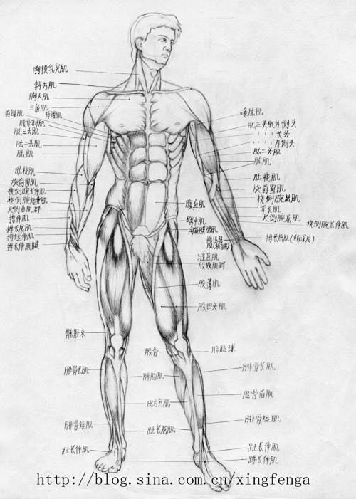 动漫教程之--人体正面肌肉解剖图（原创）...