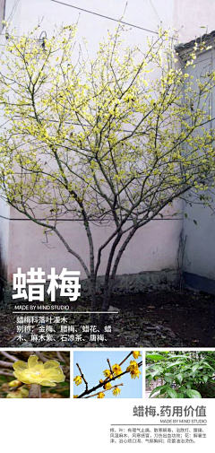 Pzyya采集到H 花径、植物配置