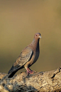 鸽子(Patagioenas Picazuro)照片下载
