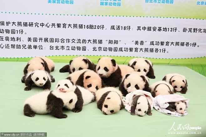 2013中国保护大熊猫研究中心熊猫宝宝集...