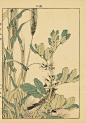 Japanese Antique Original Woodcut Print Imao Keinen "Barley Broad bean Lark"