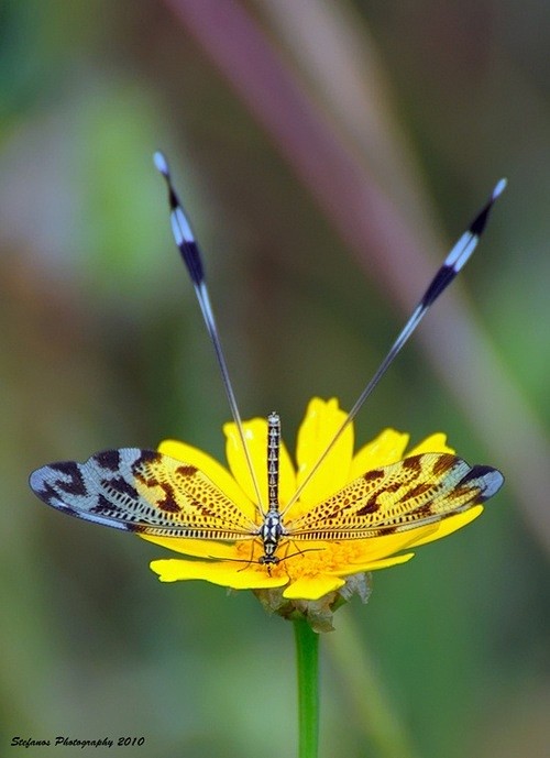 Dragonfly on the Flo...