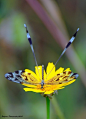 Dragonfly on the Flower 在花蜻蜓
