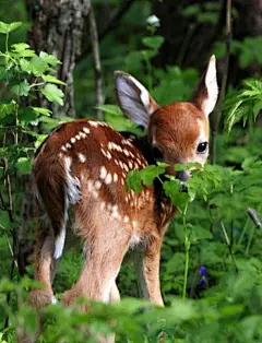Shy Baby Deer