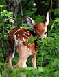 Shy Baby Deer