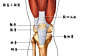 #绘画参考#【人体结构】【膝盖的结构】不就是个膝盖吗？送你一打！。(╯‵□′)╯︵┻━┻