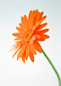 橙色,花,非洲菊,花朵,摄影_122673339_Gerbera_创意图片_Getty Images China