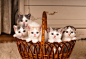 Five kittens in bascket by Nataly Grase on 500px
