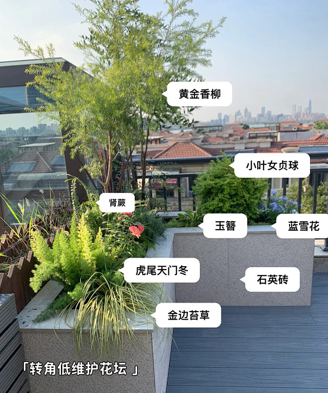 植物配置实景 (4)