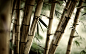 forest leaves bamboo plants - Wallpaper (#352849) / Wallbase.cc