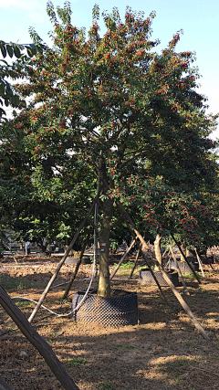 日落/日出采集到植物选型