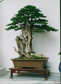 山渏采集到盆景