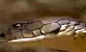 揭开世界上最大的眼镜王蛇_视频在线观看 - 56.com