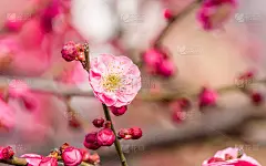 春花系列:梅花春花
