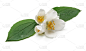 白色茉莉花与绿叶孤立