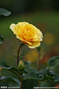 黄玫瑰..祝福和嫉妒失恋