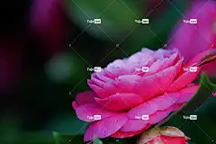 日本山茶花 美丽的花朵 4K壁纸 笔记本电脑壁纸