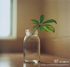 小灵子at-17采集到Flowers