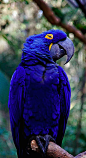 Beautiful blue macaw • photo; annette.beatriz on Flickr