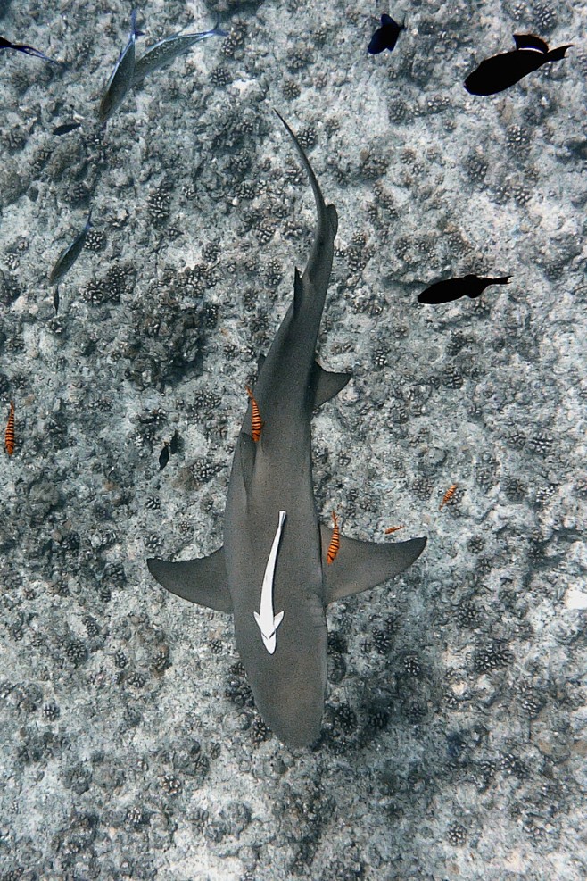 Shark, Bora Bora - ©...