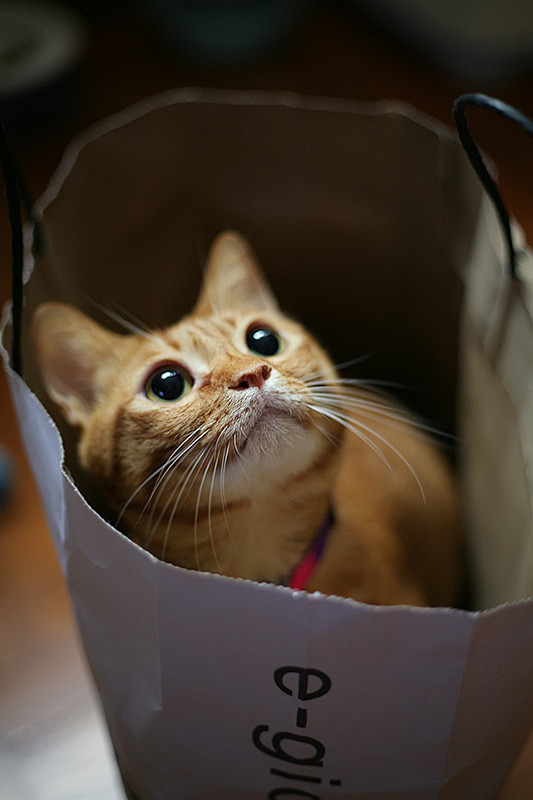  ​​​​猫