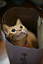  ​​​​猫
