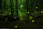 迷情森林：千万萤火虫舞出山林中的梦幻之光 | 凝固的影像小组 | 果壳网 科技有意思