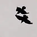 QBztiX2E