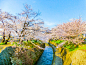 Cherry blossoms in Japan : SAKURA